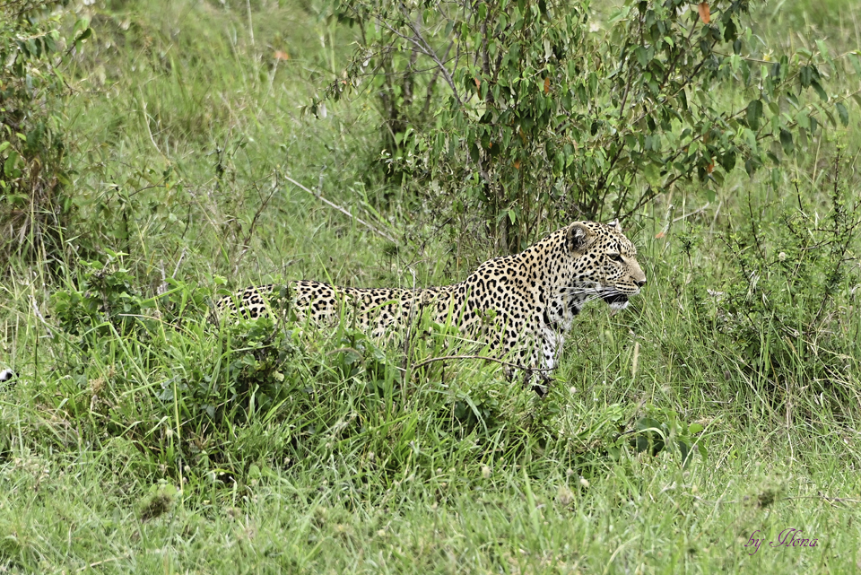 Masai Mara