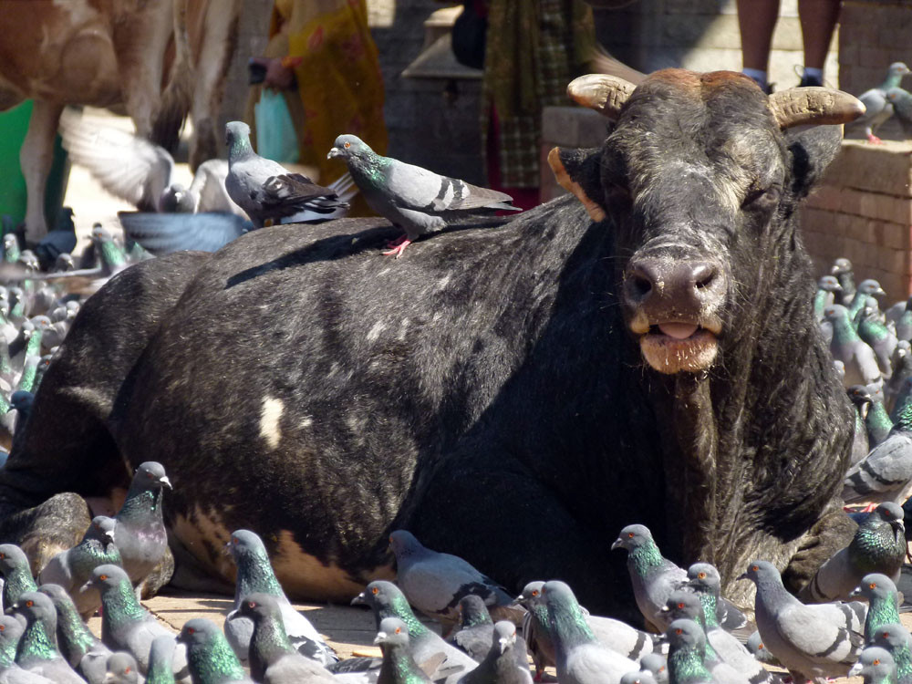 Durbar Square