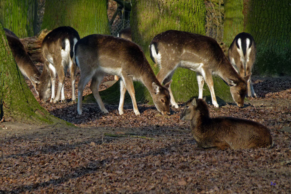 Tiere des Wildparks