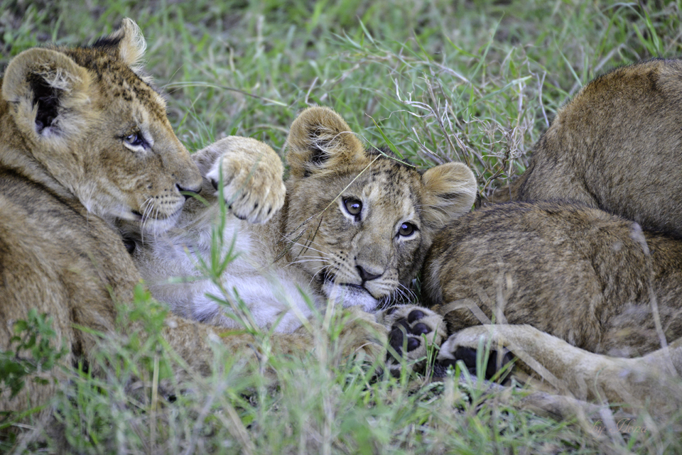 Löwenfamilie in der Serengeti