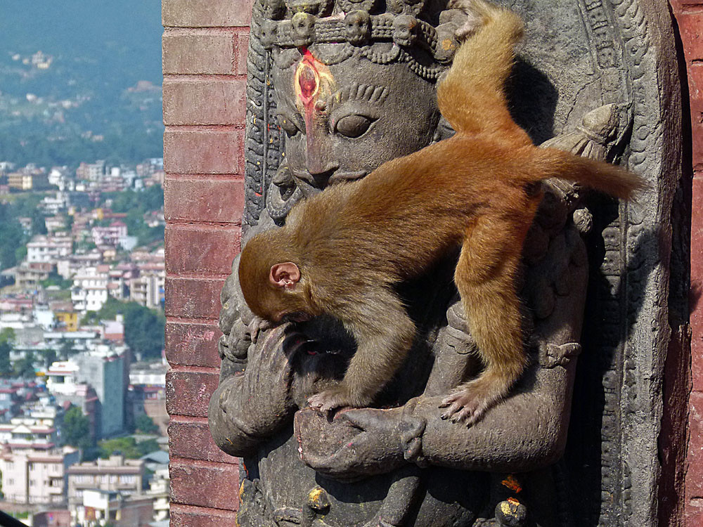 Kathmandu, Swayambhunath Tempelbewohner
