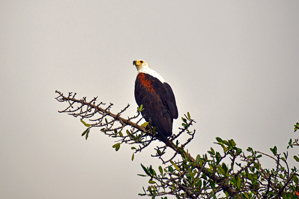 Vogelwelt im Chobe-Nationalpark