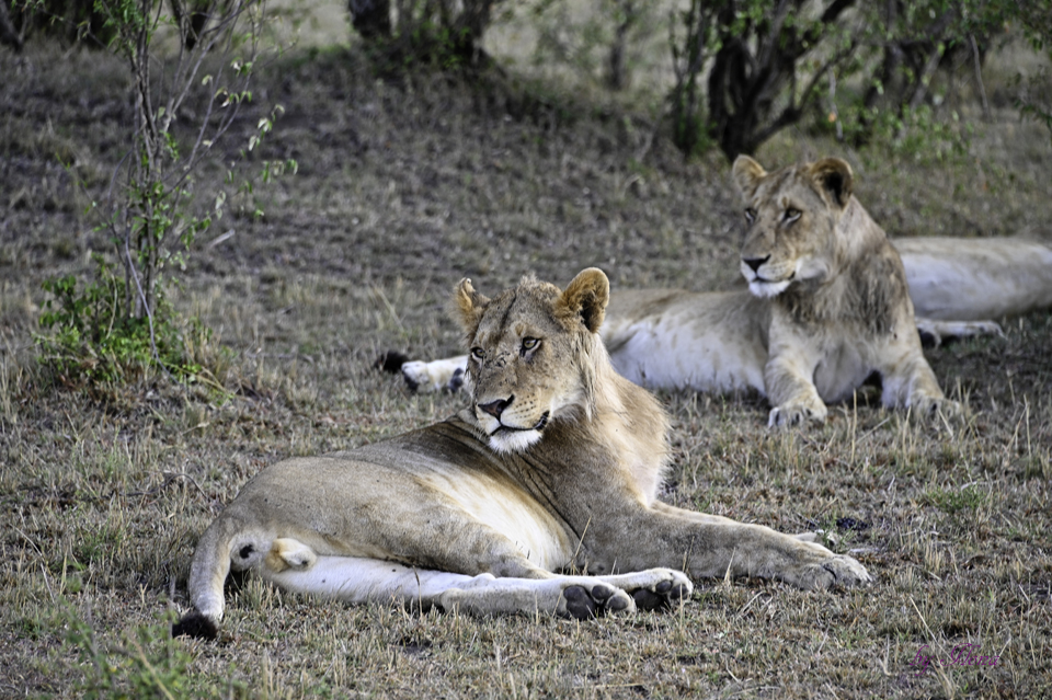 Masai Mara