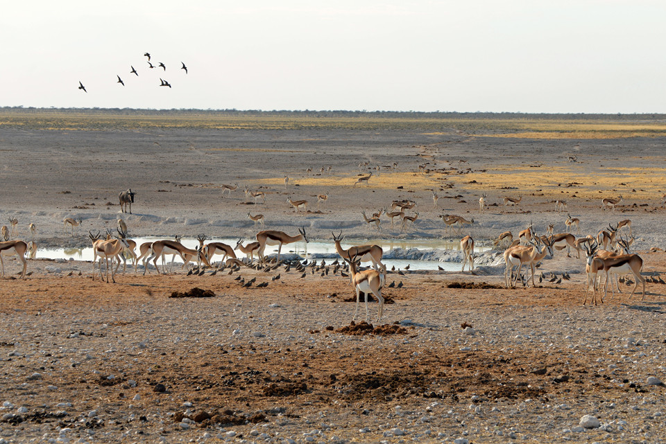 Tierbeobachtung im Etosha-Nationalpark