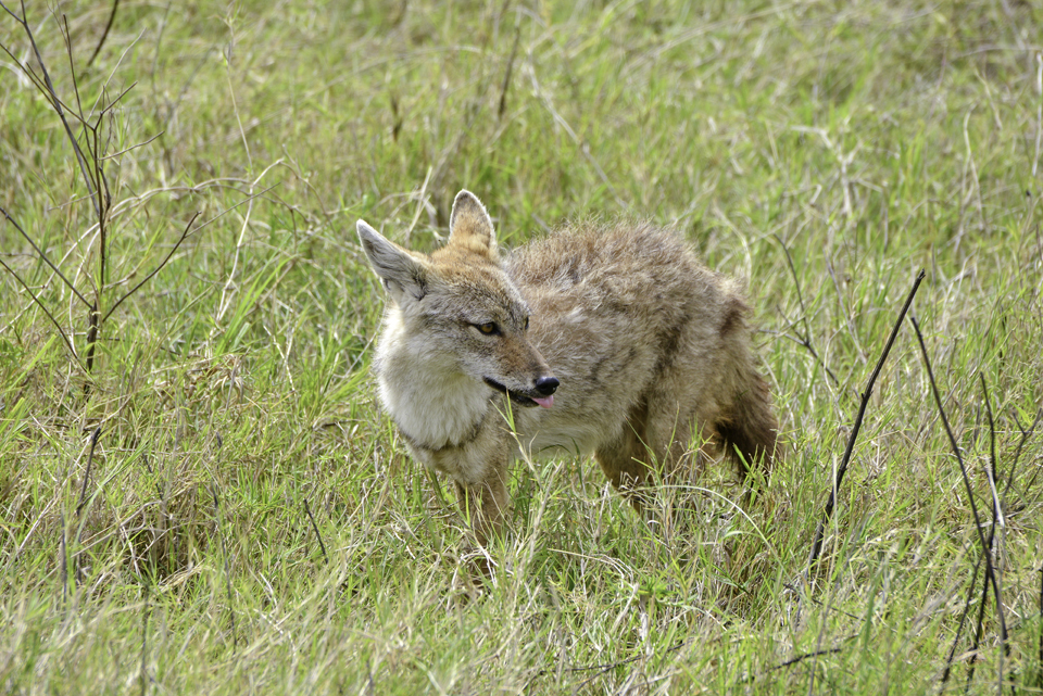 Ngorongoro-Krater