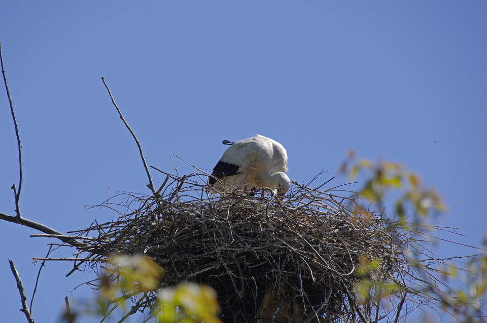 Storchennest