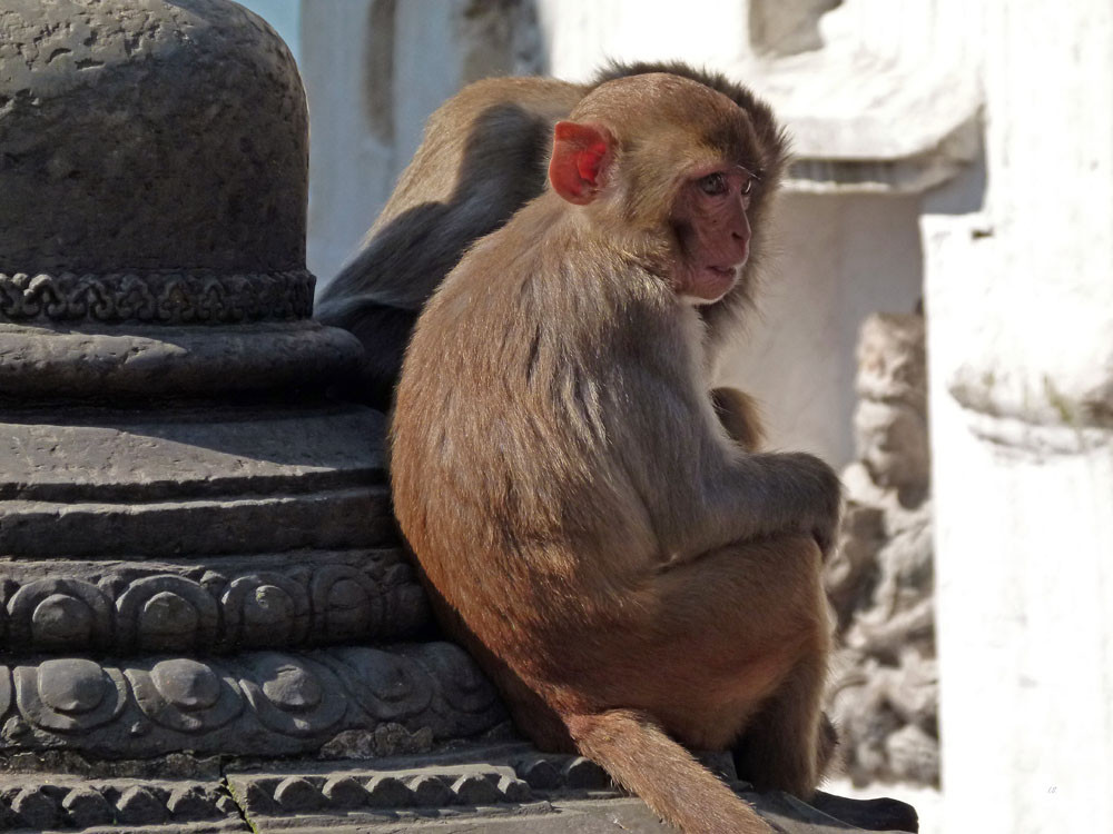 Kathmandu, Swayambhunath Tempelbewohner