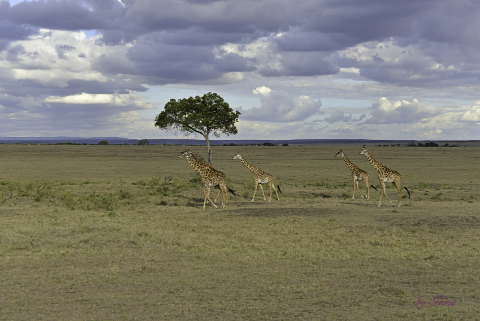 Masai Mara