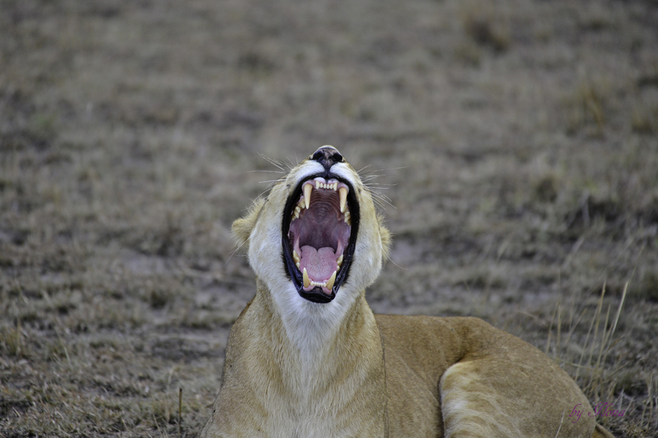 Masai Mara