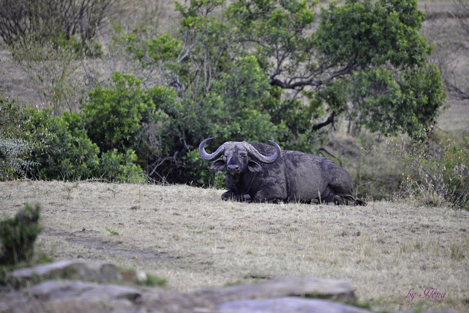 Masai Mara