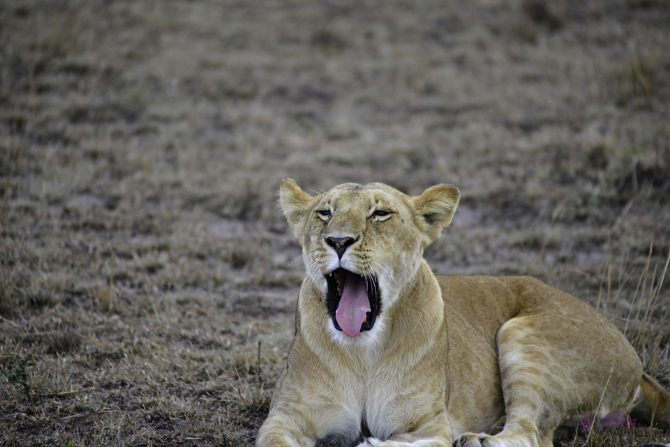 Masai Mara