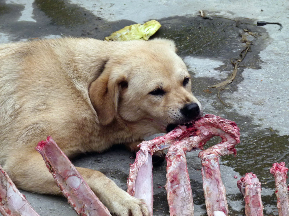 Hund, Zhangmu