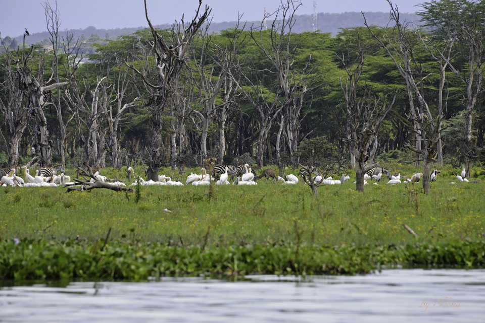 Lake Naivasha