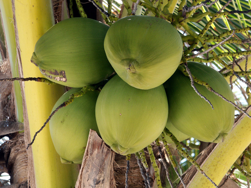 Kokospalme in Tulum