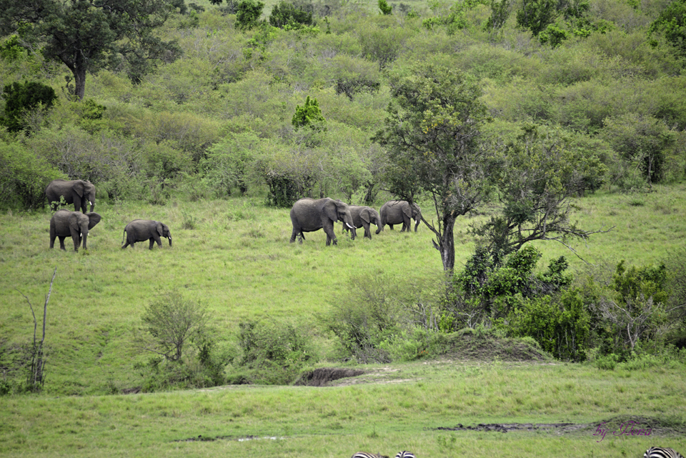 Masai Mara