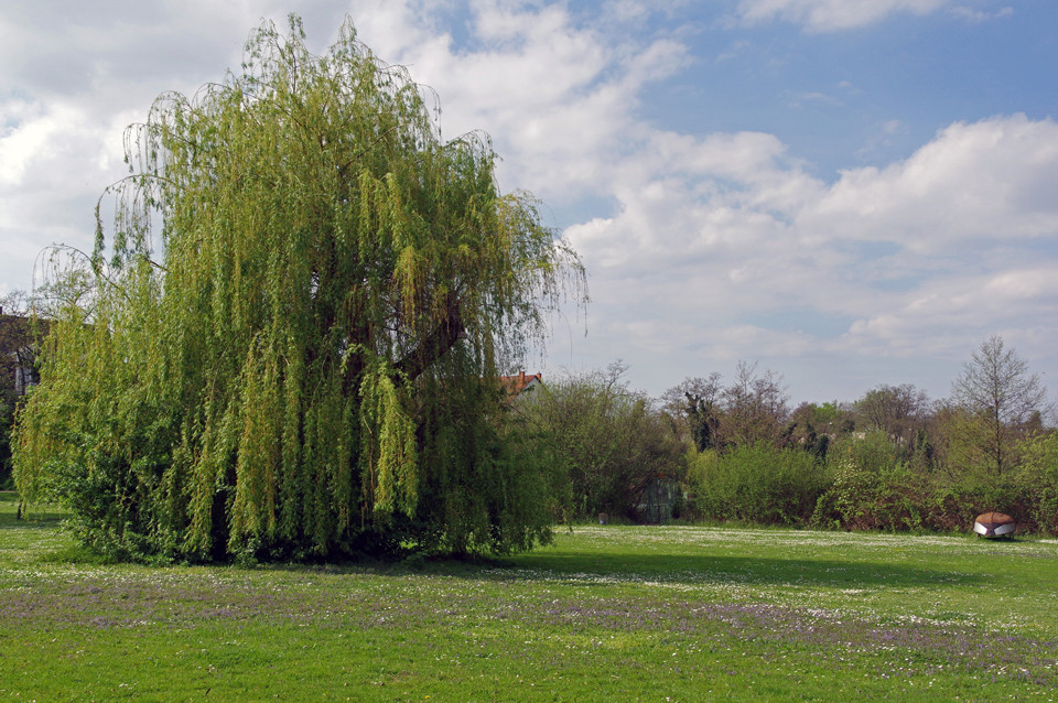 Alte Bäume