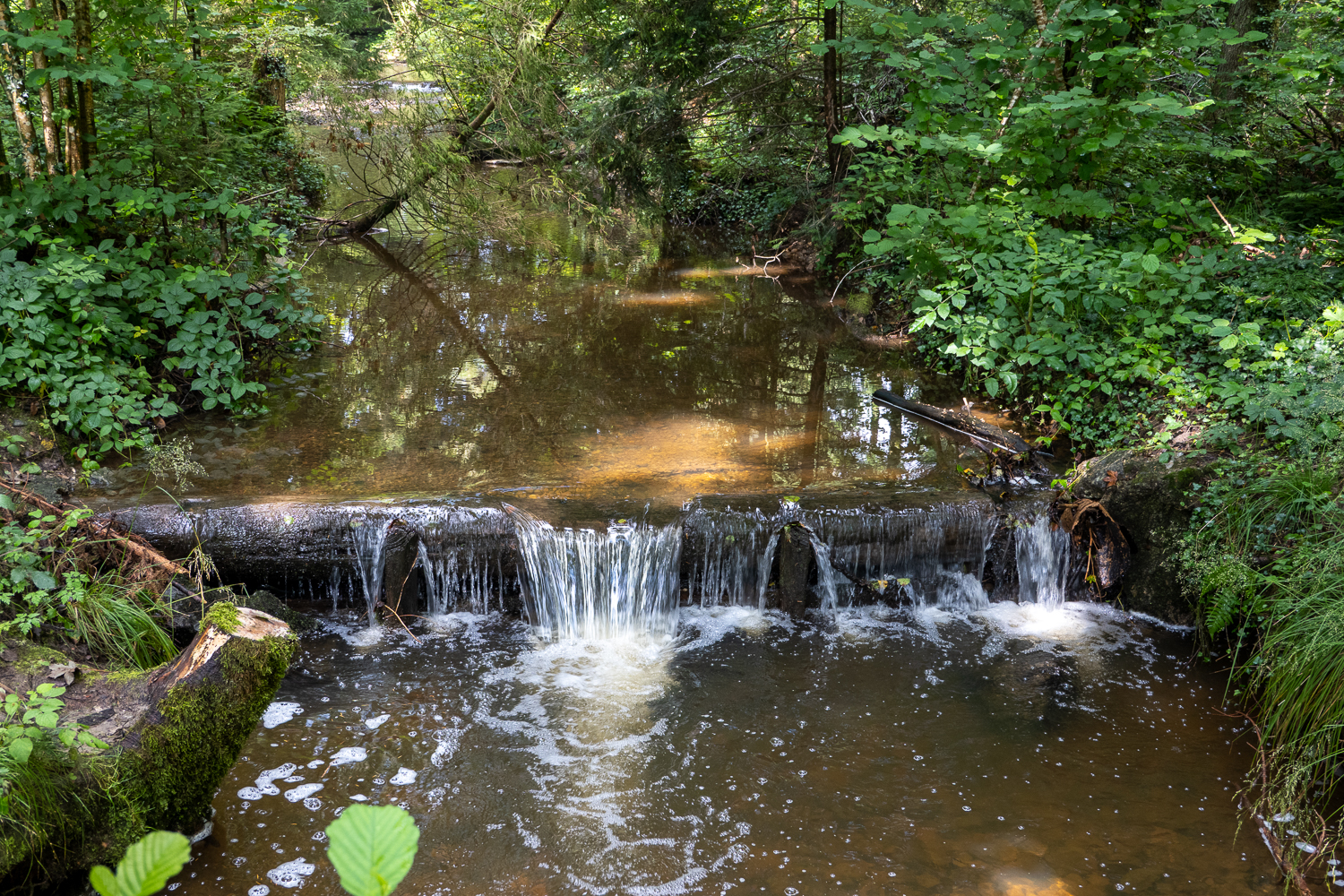 Ennet dem Bach geht es links zum Karpfenteich.