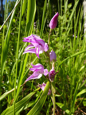 Waldwiese für Orchideen: Der Buechwald in Grossdietwil