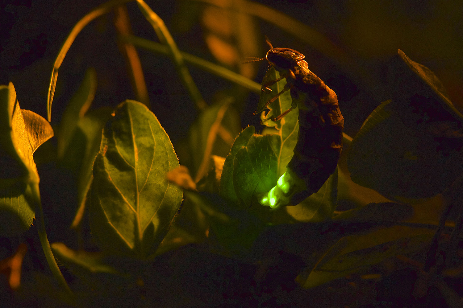 Auf der Suche nach dem sagenumwobenen Leuchten der Glühwürmchen