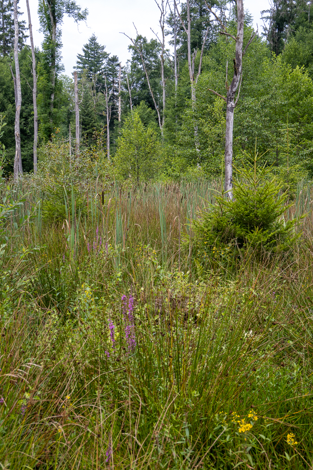 Die wechselfeuchten bis nassen Waldgesellschaften sind standorttypisch und beherbergen eine reiche Pflanzenwelt. 