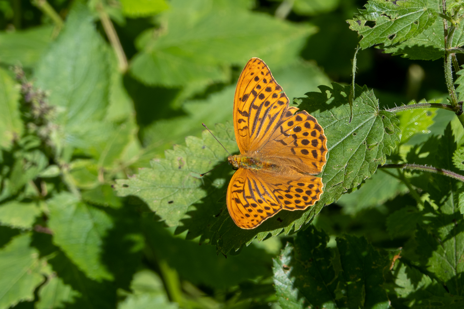 Der Kaisermantel (Argynnis paphia) ist  ein typischer Waldbewohner. Unser Wanderweg, ein kleines Strässchen, lässt genügend Licht herein, damit es dem Schmetterling gefällt.