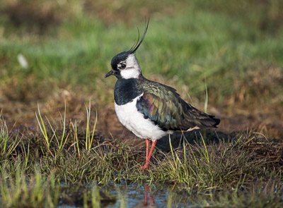 Der Kiebitz – Vogel des Jahres 2019