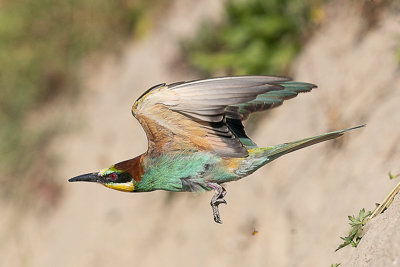 Bienenfresser brüten und fliegen im Rottal