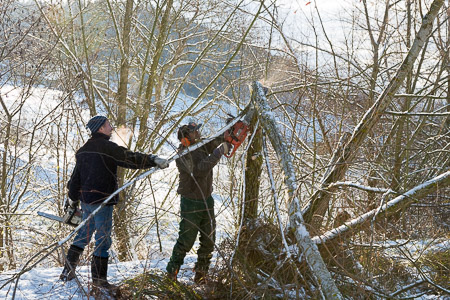 Weidenschnitt bei prächtigem Winterwetter