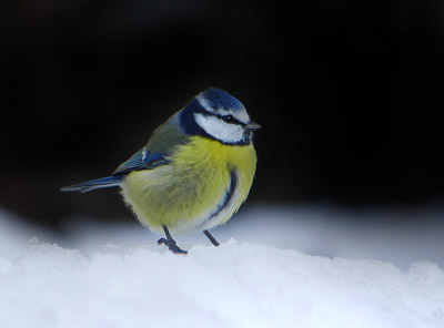 2. Stunde der Wintervögel