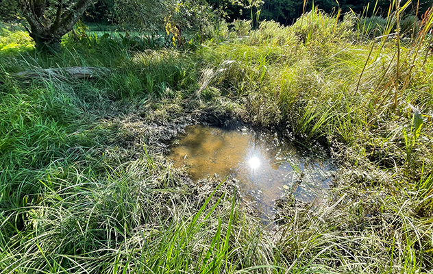 Hirschsuhle: der Rothirsch nutzt eine Stelle in der nassen Riedwiese und einen neuen Waldtümpel für Wellness. © Manfred Steffen