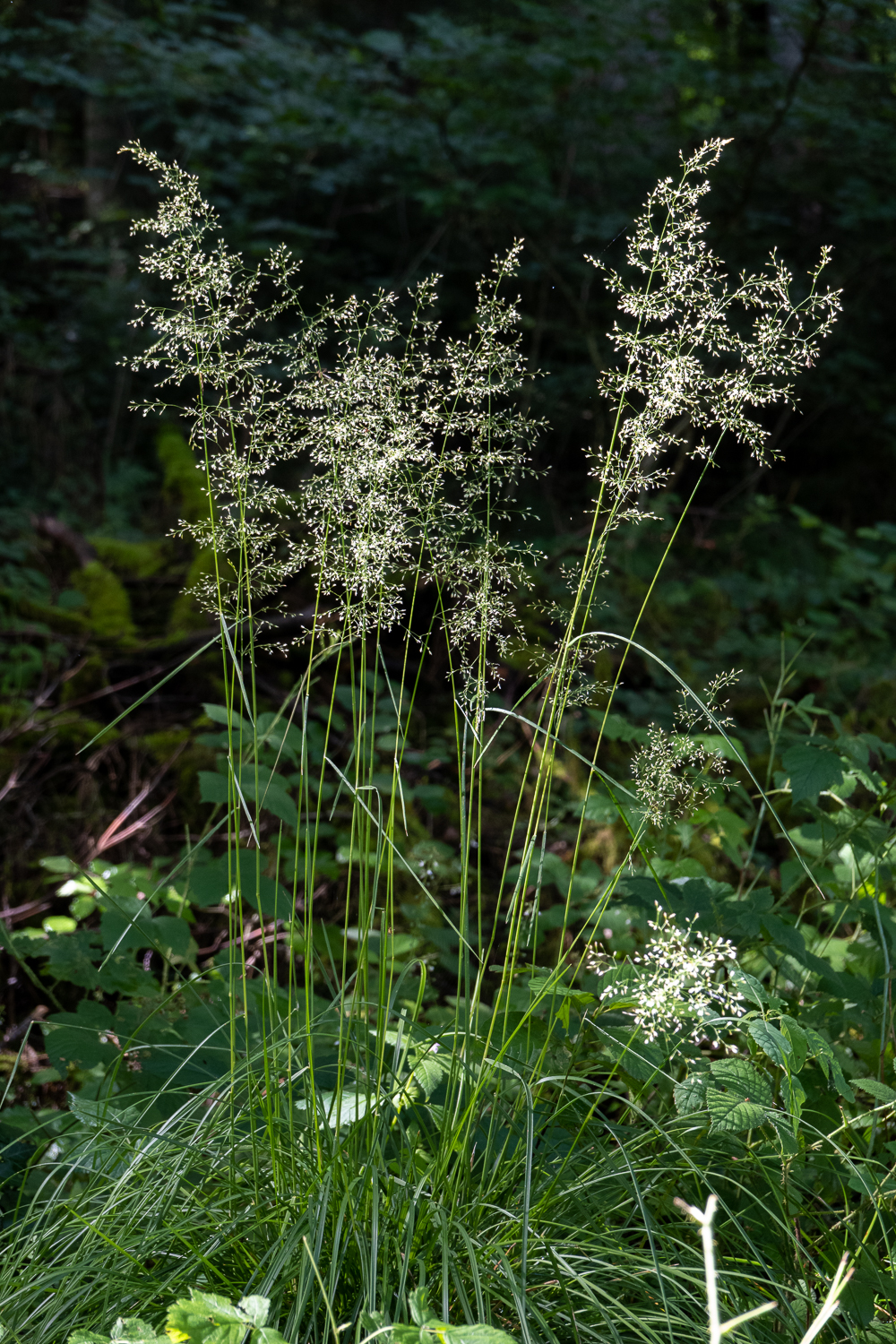 So schön kann ein Büschel Gras sein: die Rasen-Schmiele (Deschampsia cespitosa) wächst an lichten, feuchten Stellen.