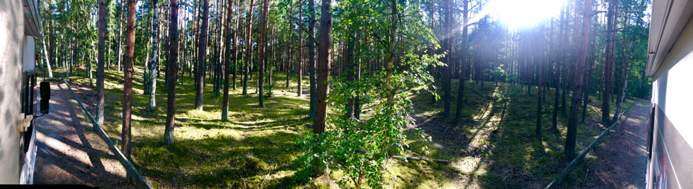 Schwedischer Wald um uns am Strand von Åhus