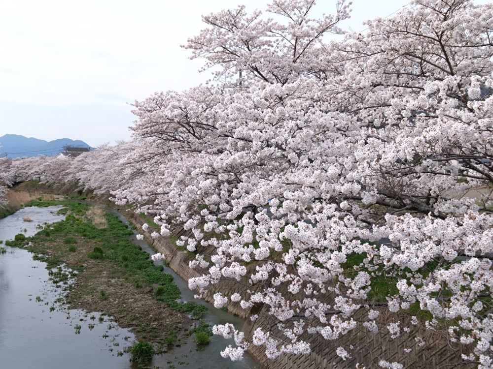 柏原駅　裏