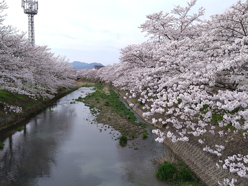 柏原駅　裏