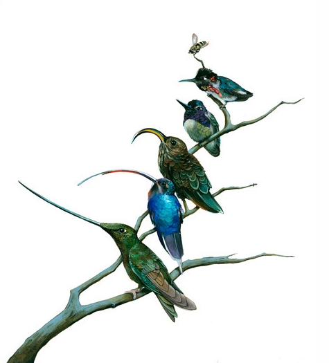 Hummingbird bills
