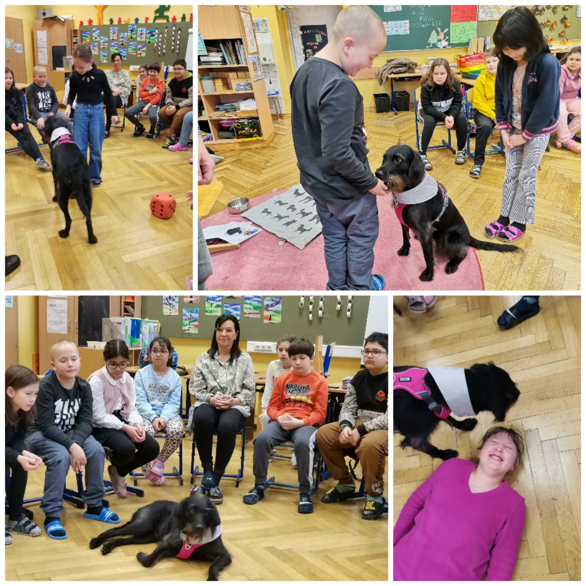 Therapiehunde-Workshop (3.a)