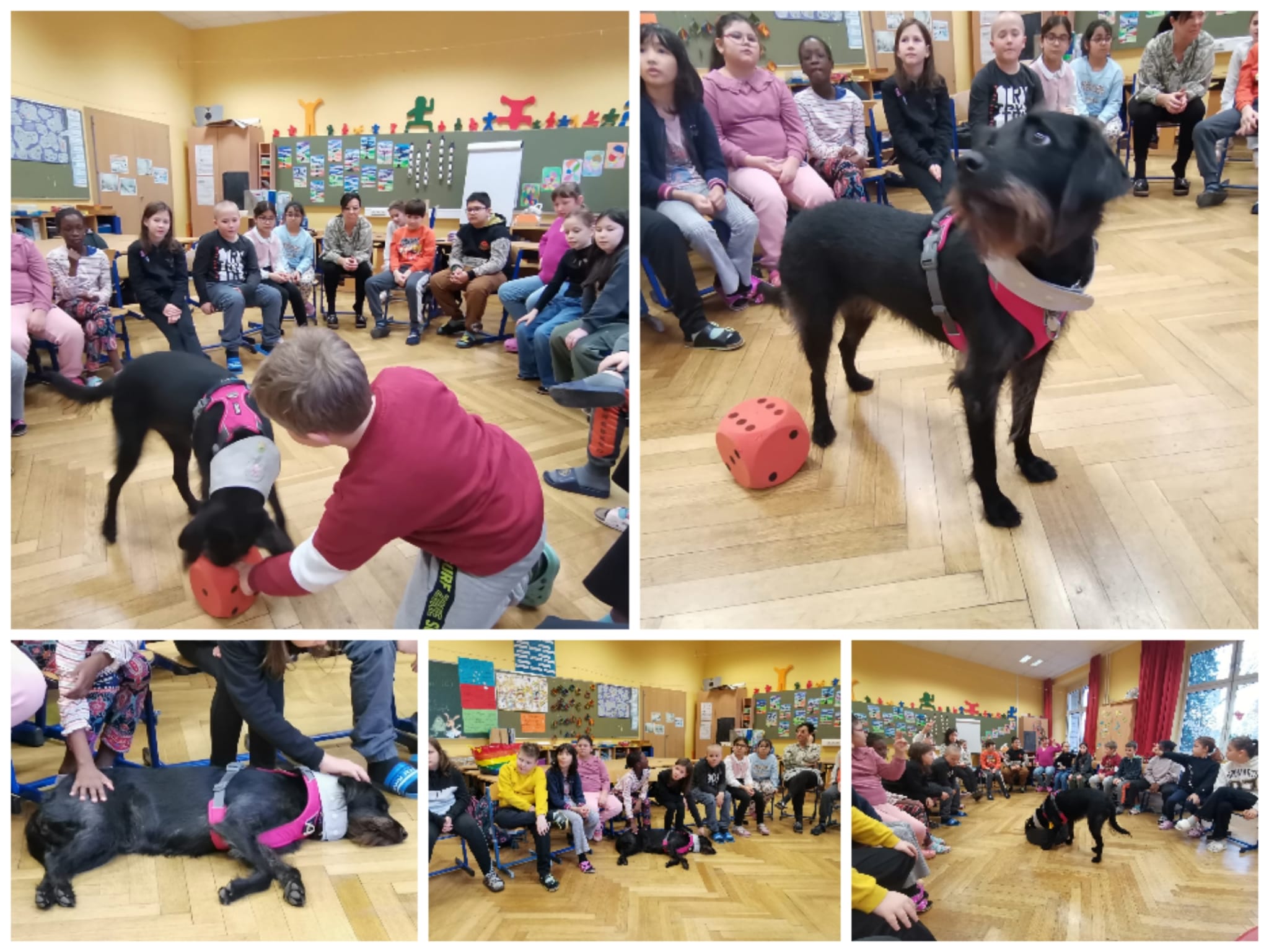 Therapiehunde-Workshop (3.a)