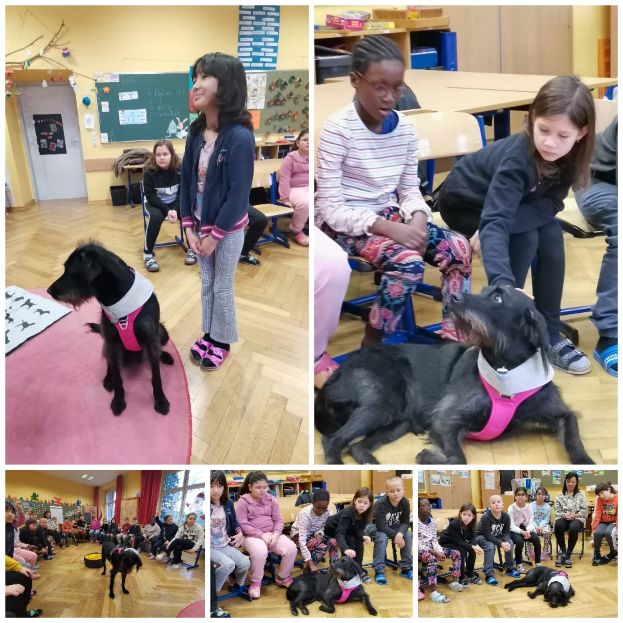 Therapiehunde-Workshop (3.a)