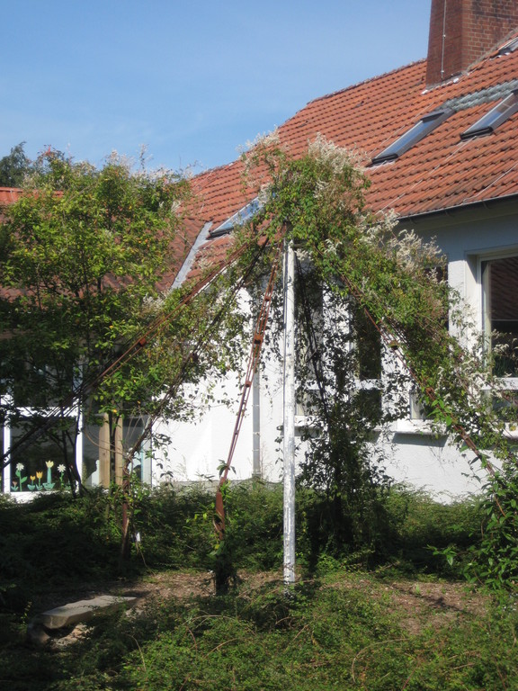 Laube