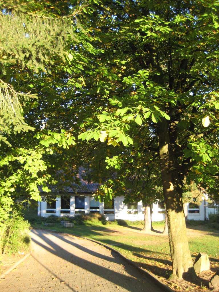 Schul-Kastanie