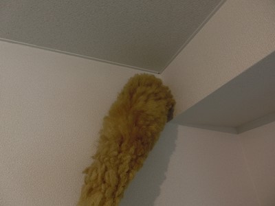 ハウスクリーニング 水回り 窓 ワックス 賃貸 マンション