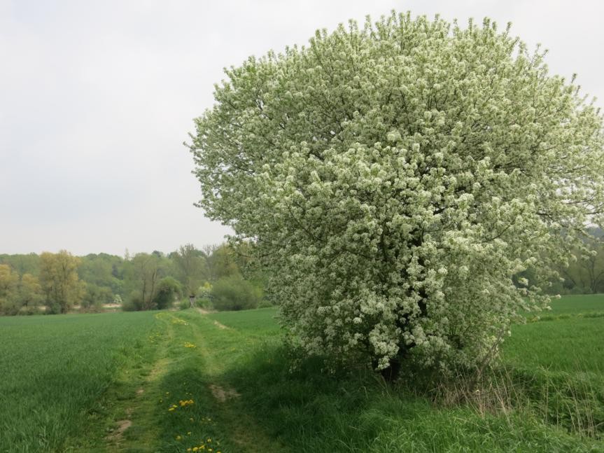 Donau in Sicht