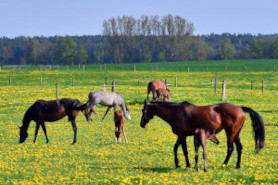 Pferdezucht in Mecklenburg-Vorpommern Arno Göwe