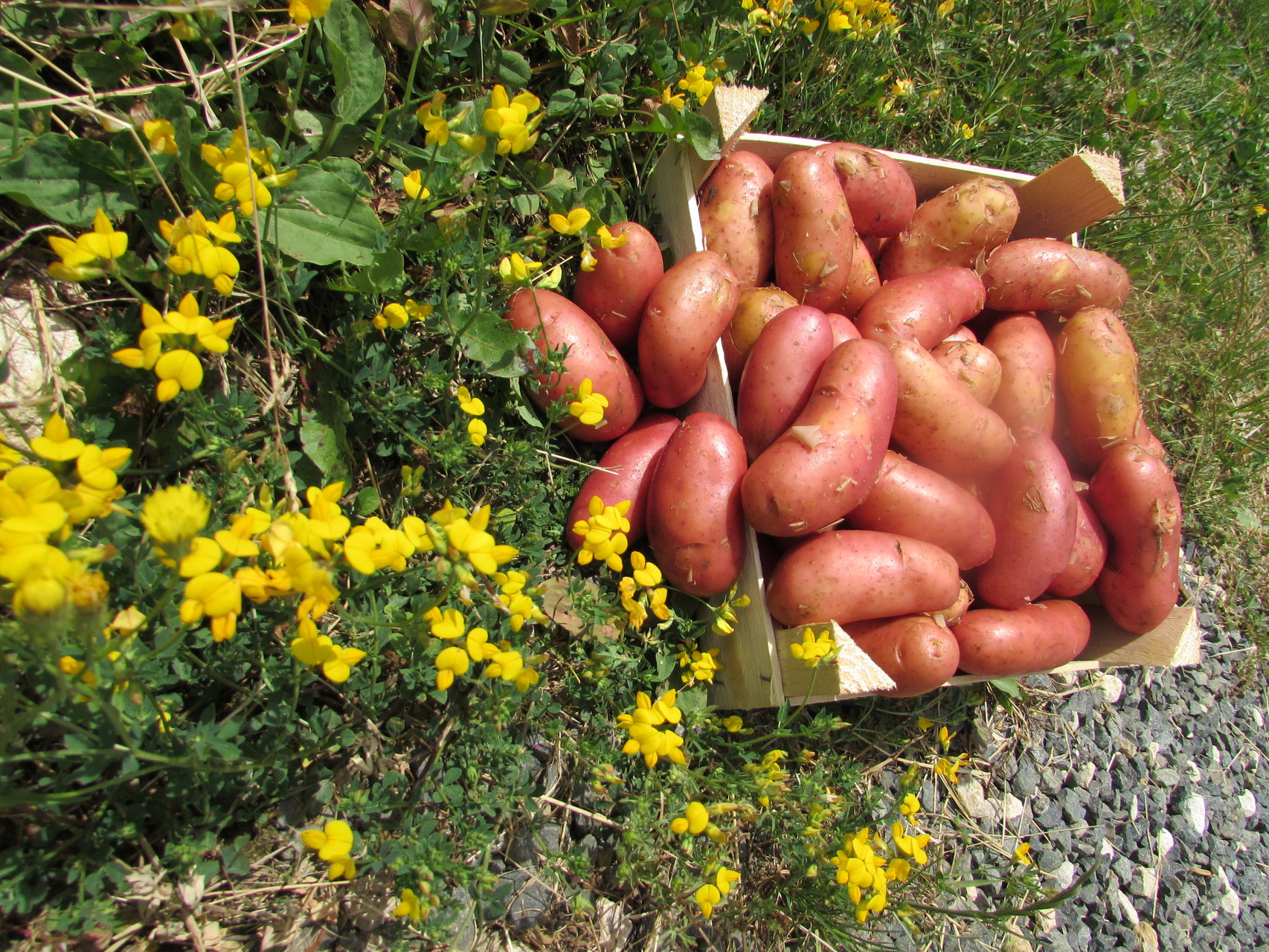 pomme de terre nouvelle