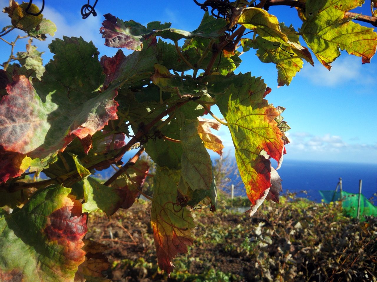 rot-braun-gefaerbtes-weinlaub-vor-blauem-himmel-und-atlantischem-ozean-insel-la-palma