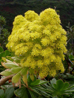 aeonium-gelbe-blüte-bejeque-flora-la-palma