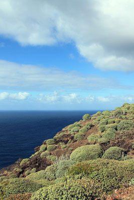Wolfsmilchgewächse-Garafía-Flora-La-Palma
