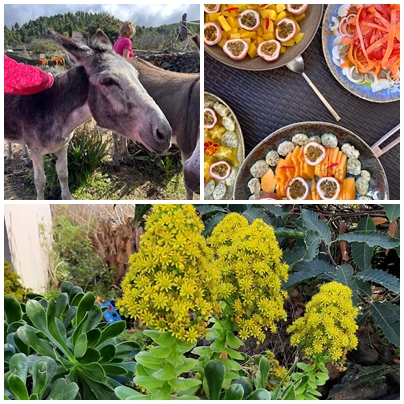 mosaico con burro, comida y flores que muestran parte de la ecofinca tacande el paso la palma