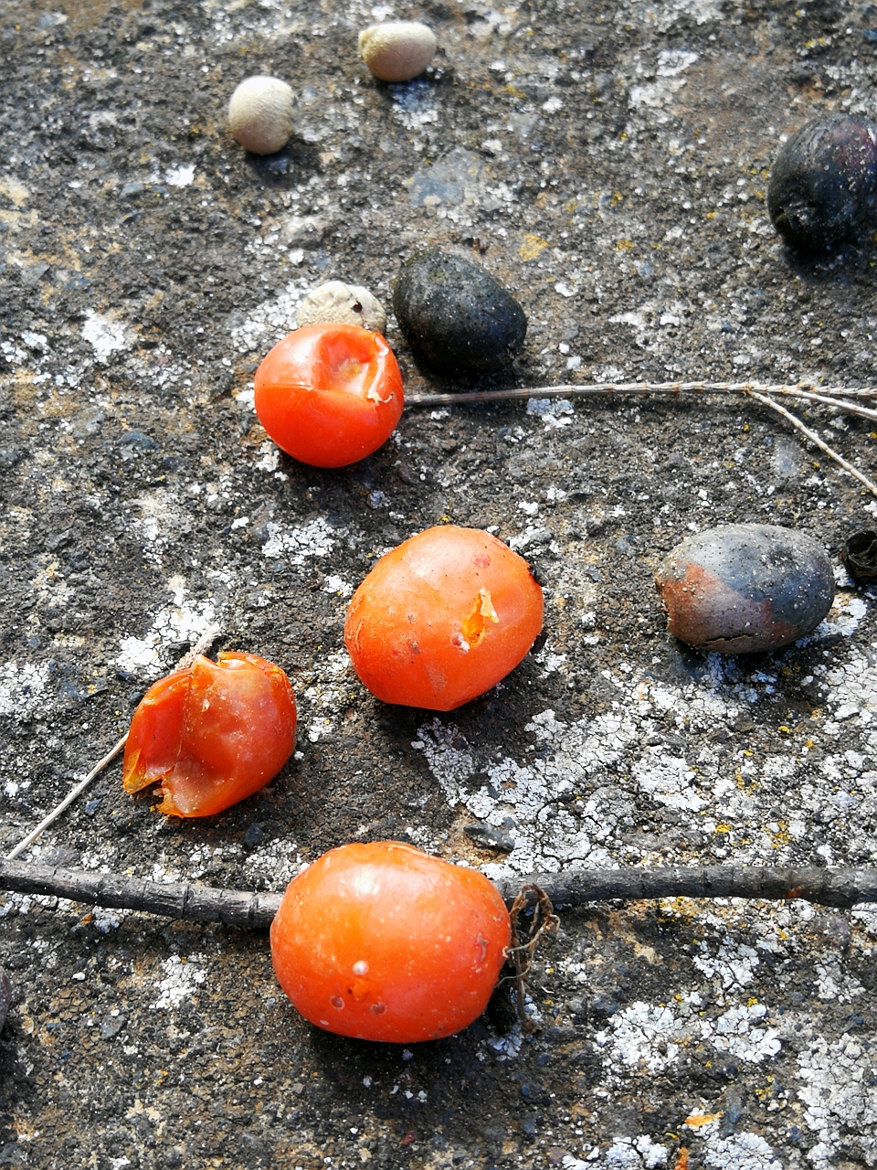 Reife Fruechte und Samen