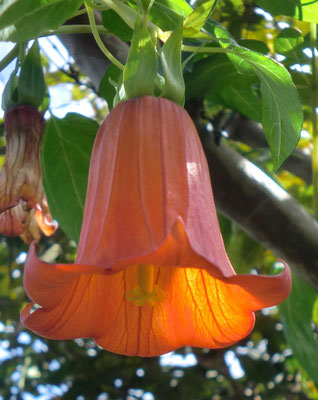 flor naranja-roja en forma de campana
